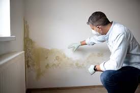 Best Environmental Consulting for Mold Prevention  in Gold Beach, OR